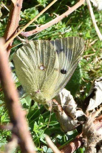 Colias croceus