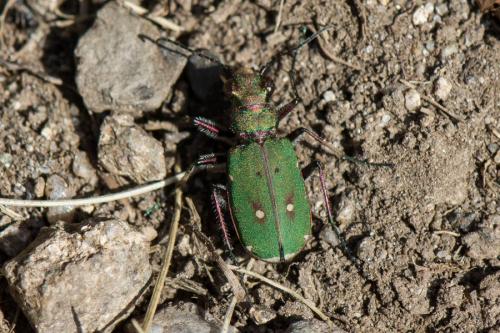Réf. 217 940 : Cicindela campestris
