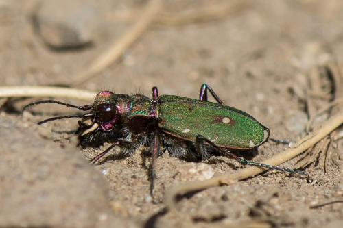Réf. 217 941 : Cicindela campestris