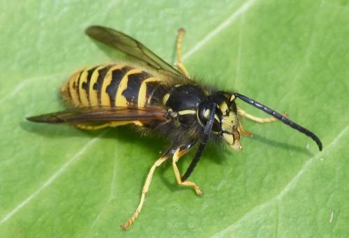 Vespula vulgaris