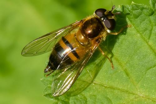 Réf. 217 803 : Epistrophe eligans