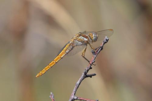 Orthetrum brunneum