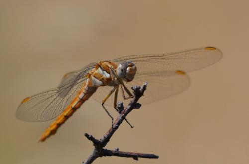 Réf. 217 847 : Orthetrum brunneum
