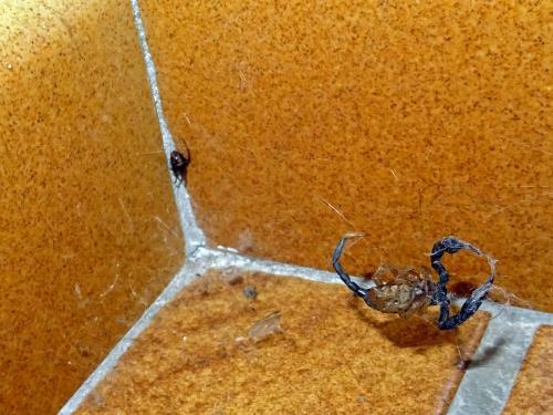 Réf. 217 630 : Steatoda triangulosa