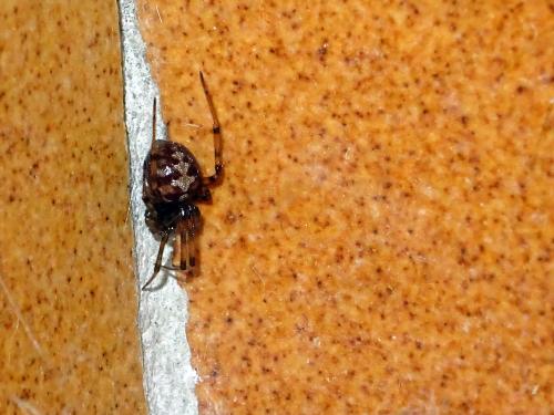 Réf. 217 631 : Steatoda triangulosa