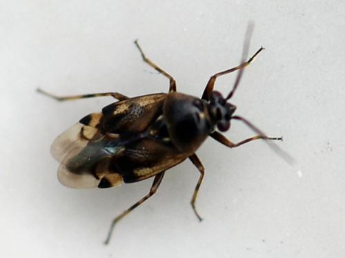 Réf. 217 948 : Deraeocoris punctulatus