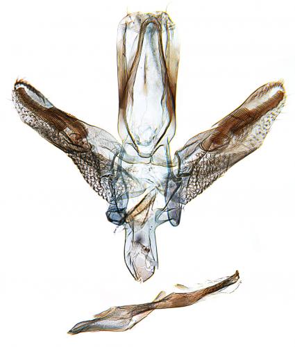 Réf. 217 624 : Dialectica scalariella