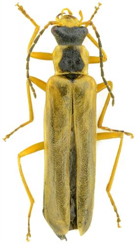 Dichelotarsus procerulus