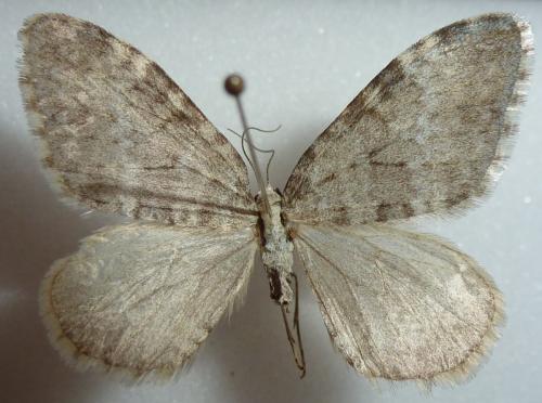Entephria nobiliaria
