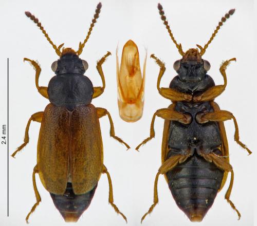 Eusphalerum alpinum