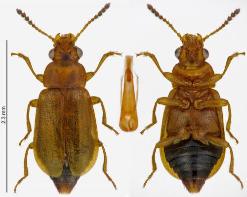 Réf. 217 083 : Eusphalerum pallens