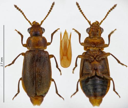 Réf. 217 084 : Eusphalerum palligerum