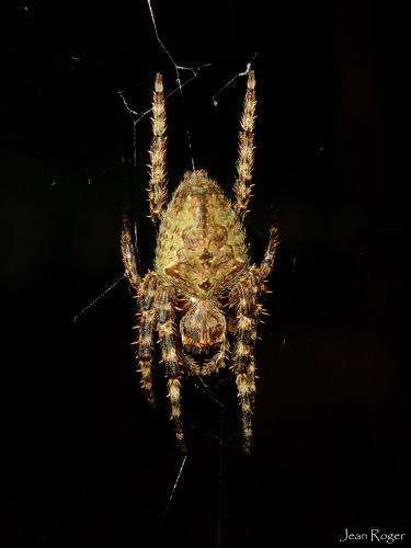 Eriophora transmarina