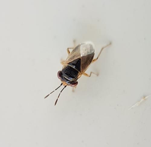 Réf. 217 288 : Geocoris megacephalus
