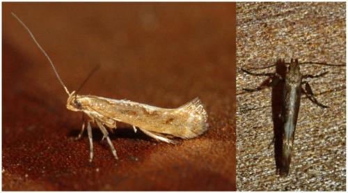 Réf. 217 906 : Calybites phasianipennella