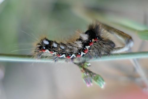 Réf. 217 420 : Acronicta rumicis