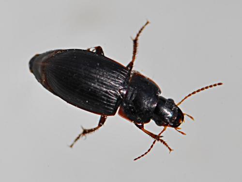Réf. 217 260 : Harpalus anxius