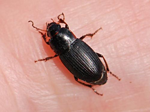 Réf. 217 316 : Harpalus anxius