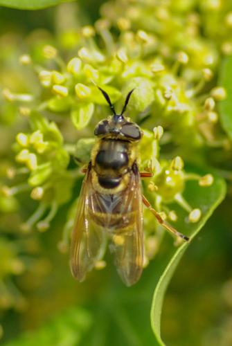 Callicera spinolae