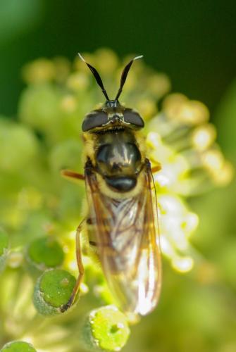 Callicera spinolae