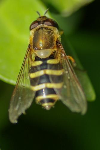 Réf. 217 931 : Syrphus torvus
