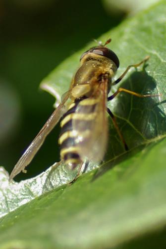 Réf. 217 932 : Syrphus torvus