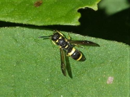 Eumeninae