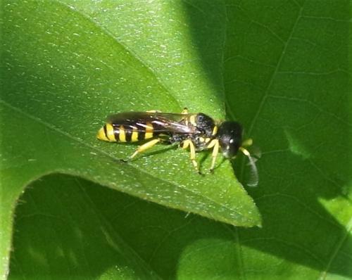 Réf. 217 203 : Ectemnius sp.