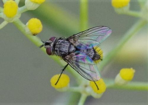 Réf. 217 436 : Exoristinae inconnu