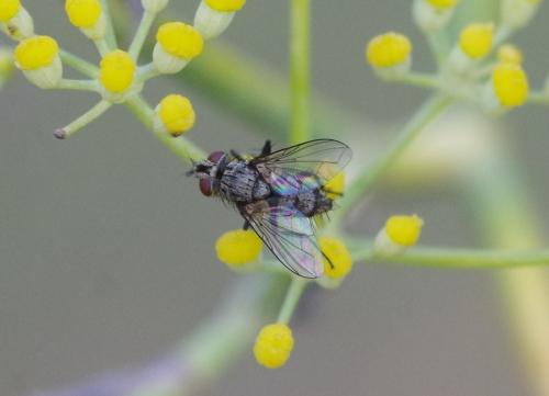 Exoristinae