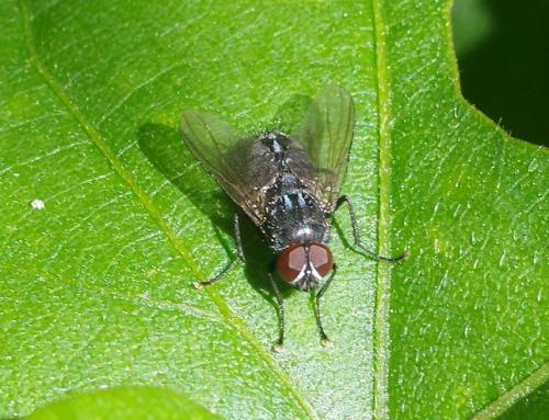 Réf. 217 600 : Muscina levida