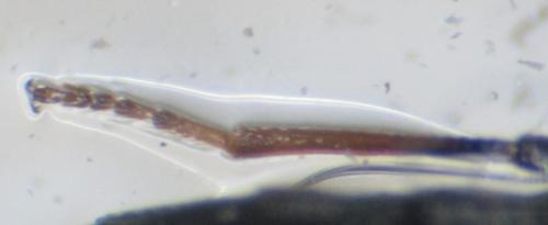 Réf. 217 726 : Stenus annulipes