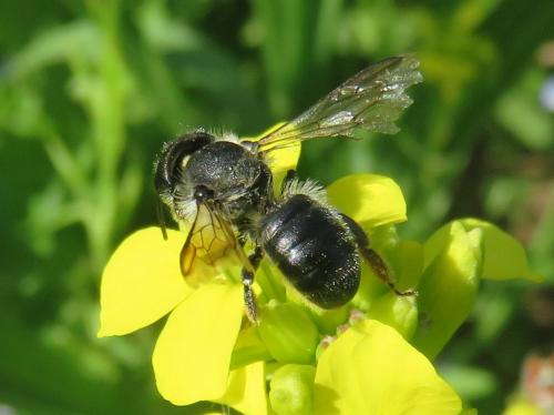 Osmia brevicornis