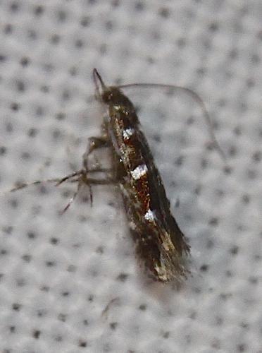 Réf. 217 199 : Parectopa ononidis