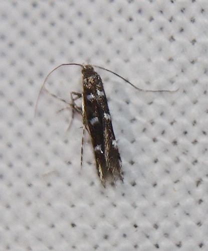 Réf. 217 171 : Parectopa ononidis