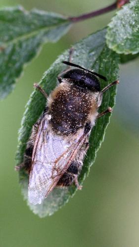 Stratiomys longicornis