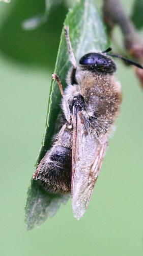 Stratiomys longicornis