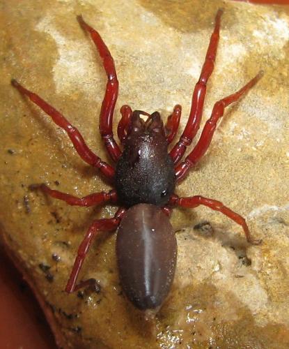 Réf. 217 227 : Dysdera lata