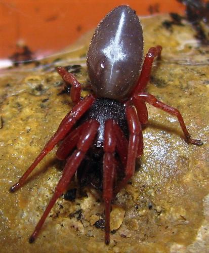 Dysdera lata