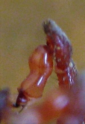 Réf. 217 229 : Dysdera lata