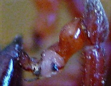 Dysdera lata