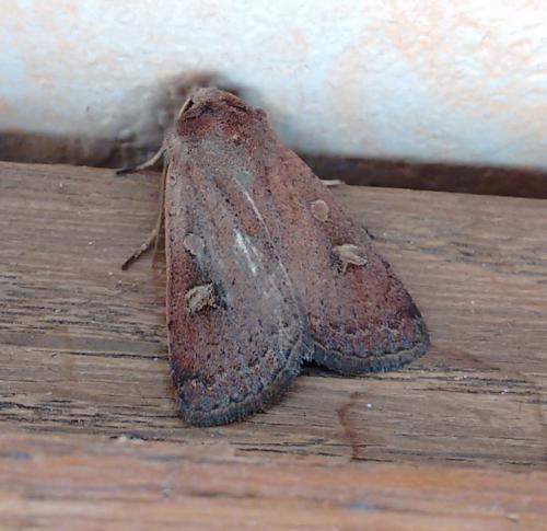 Réf. 217 347 : Xestia xanthographa