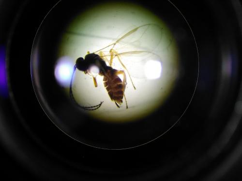 Dacnusa sp.