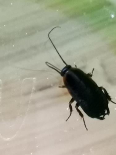 Loboptera sp.