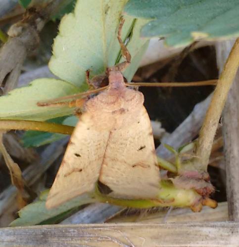 Réf. 217 348 : Agrochola lychnidis