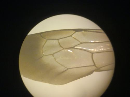 Cryptocheilus notatus