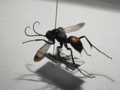 Cryptocheilus notatus