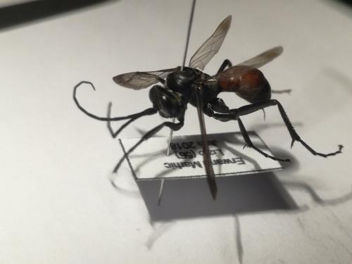 Cryptocheilus notatus