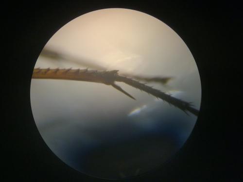 Réf. 217 538 : Cryptocheilus versicolor