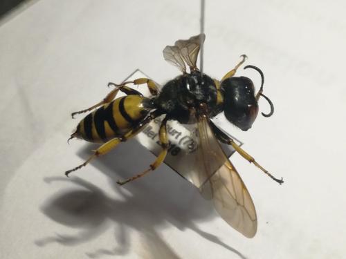 Réf. 217 500 : Ectemnius fossorius